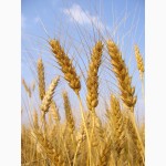 Фото 2. Семена озимой пшеницы-урожайность 75-90 ц/га