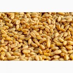 Фото 3. Семена озимой пшеницы-урожайность 75-90 ц/га