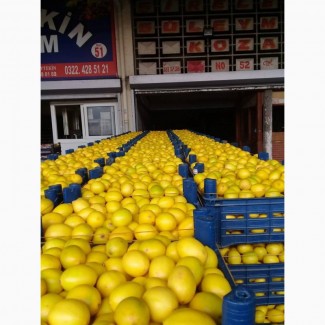 Продам лимон (Турція). Вигідна ціна за якісний товар