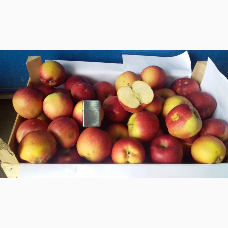 Фото 2. Продам яблоки крымские