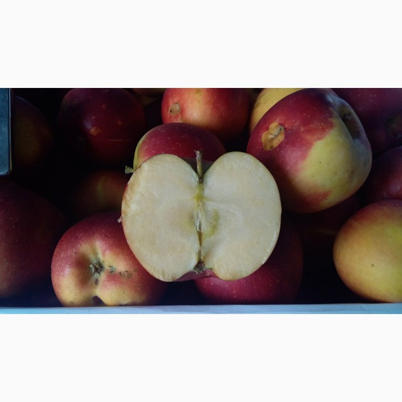 Фото 7. Продам яблоки крымские