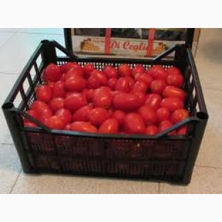 Оптовая продажа реализация помидоров томаты доставка