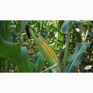 Гибрид ДН Берека ФАО 390 семена кукурузы