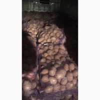 Продам картофель сорт Королева Анна