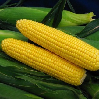 Семена кукурузы Ирис, ФАО 320