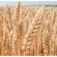 Насіння озимої пшениці Богдана