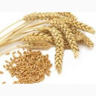 Закупка пшениці по високим цінам як старого так і нового врожаю