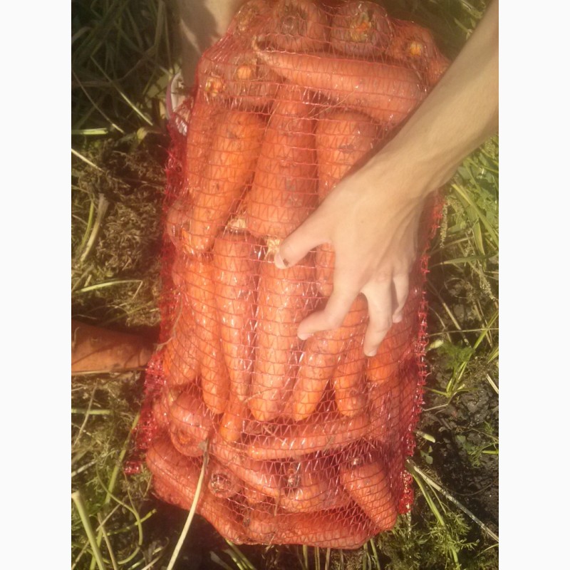 Фото 2. Морковь сетевого качества, сорт Абако, опт от 10 тонн с поля, Петриковский р-н