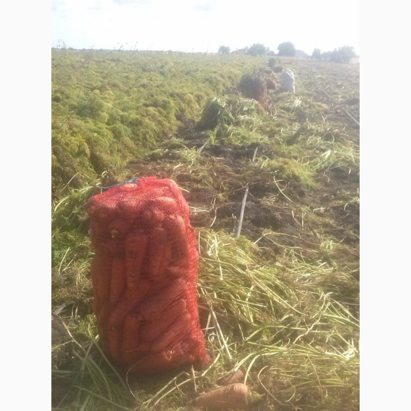 Фото 3. Морковь сетевого качества, сорт Абако, опт от 10 тонн с поля, Петриковский р-н