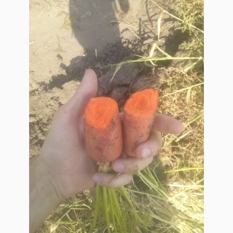 Фото 4. Морковь сетевого качества, сорт Абако, опт от 10 тонн с поля, Петриковский р-н