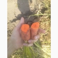 Морковь сетевого качества, сорт Абако, опт от 10 тонн с поля, Петриковский р-н