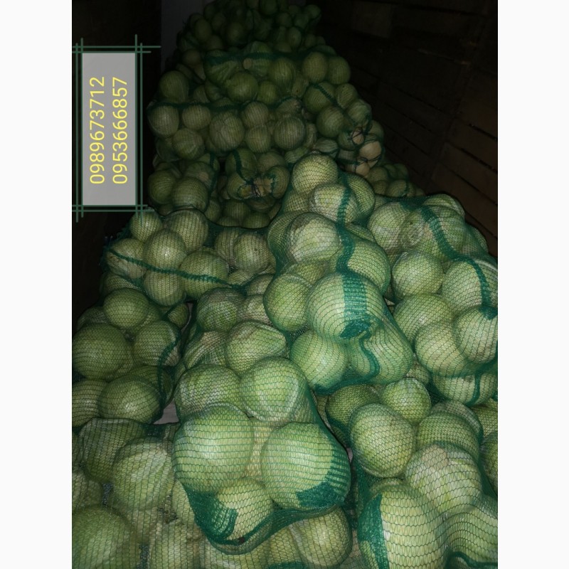 Фото 3. Продам капусту б/к, крупним і мелким оптом