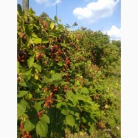 Продам свіжі ягоди ожини від 5 кг, Івано-Франківщина