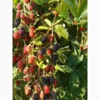 Продам свіжі ягоди ожини від 5 кг, Івано-Франківщина