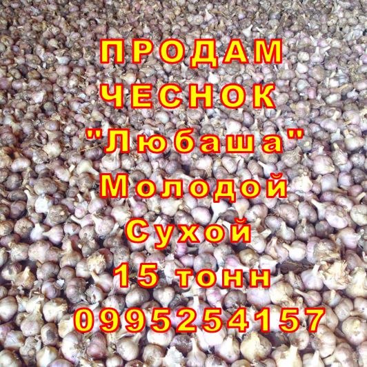 Фото 16. Опт 15 тонн ПРОДАМ Часник Любаша Посадковый Молодий Сухий Чеснок Посадочный Garlic