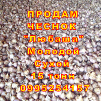 Опт 15 тонн ПРОДАМ Часник Любаша Посадковый Молодий Сухий Чеснок Посадочный Garlic