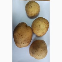 Картопля товарна з господарства вд виробника