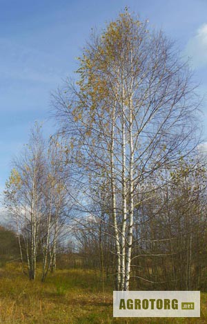 Фото 2. Крупномерные саженцы лесных деревьев высотой 2 - 4 метра