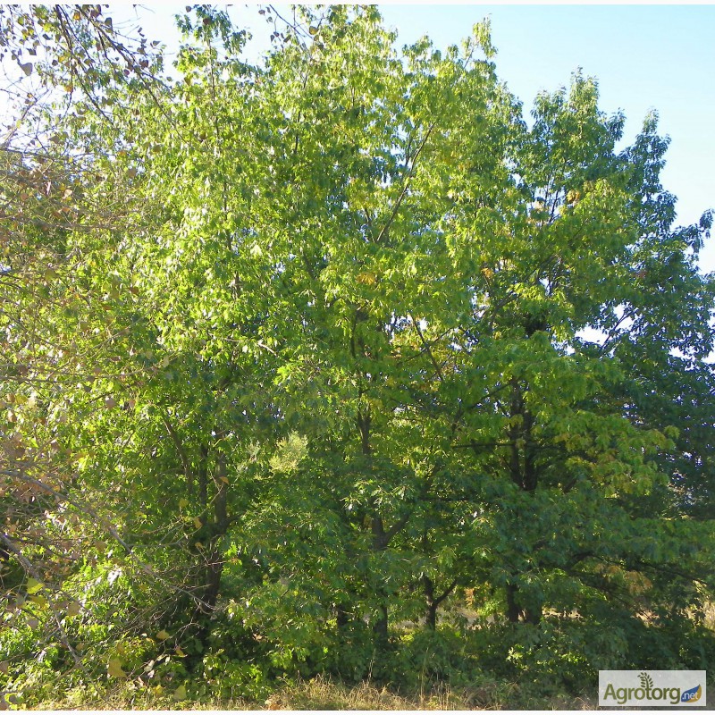 Фото 4. Крупномерные саженцы лесных деревьев высотой 2 - 4 метра