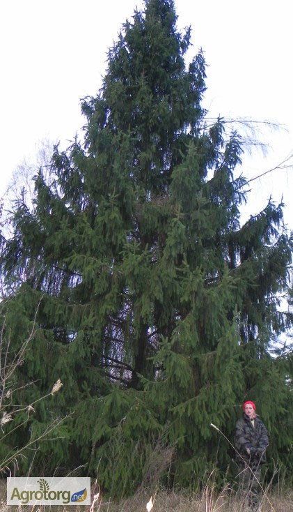 Фото 6. Крупномерные саженцы лесных деревьев высотой 2 - 4 метра