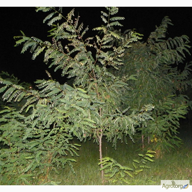 Фото 8. Крупномерные саженцы лесных деревьев высотой 2 - 4 метра
