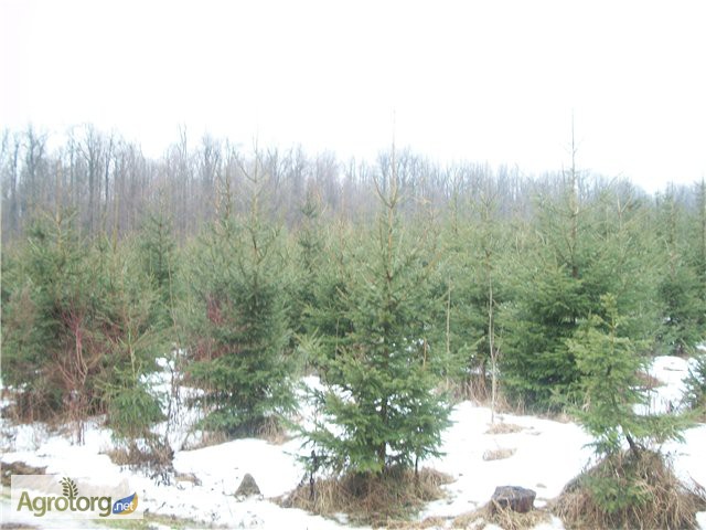 Фото 11. Крупномерные саженцы лесных деревьев высотой 2 - 4 метра