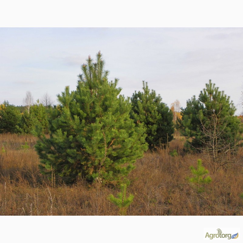 Фото 13. Крупномерные саженцы лесных деревьев высотой 2 - 4 метра