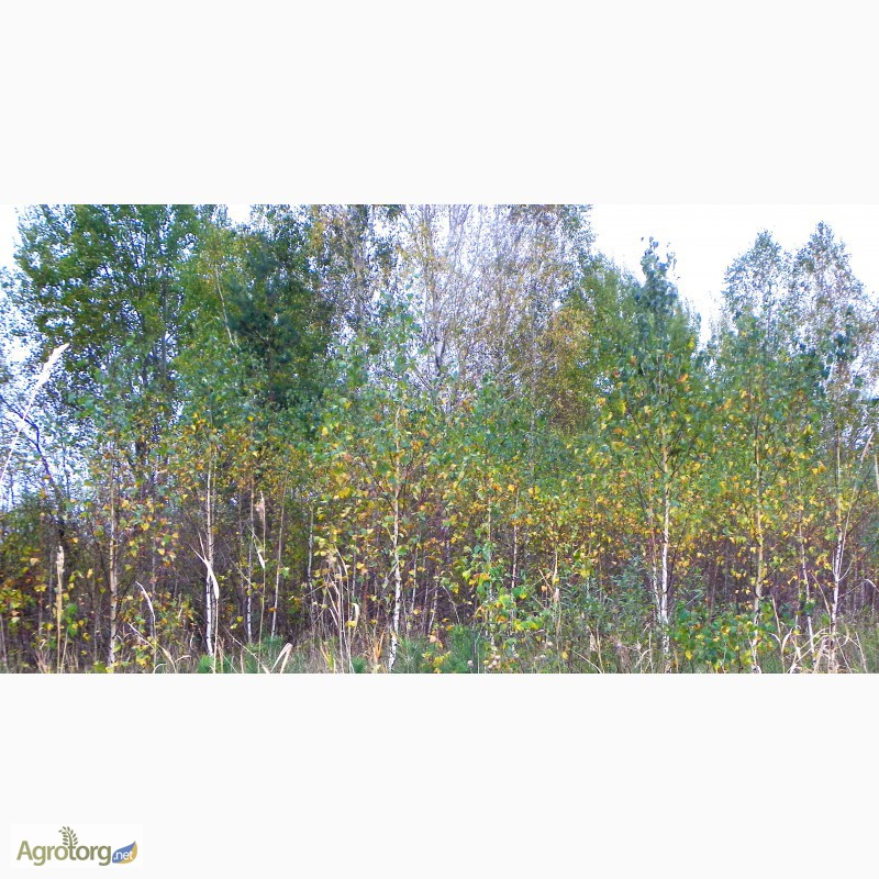 Фото 15. Крупномерные саженцы лесных деревьев высотой 2 - 4 метра