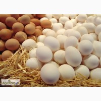 Продам столовое куриное яйцо оптом С-0 11 грн,С-1 9,20 грн.