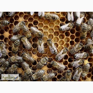 Привезу под заказ пчелопакеты и пчелосемьи пчелы Карпатки