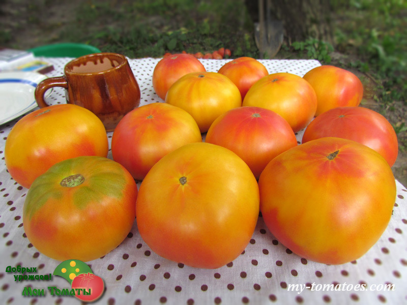 Фото 2. Семена лучших любительских и коллекционных сортов томата