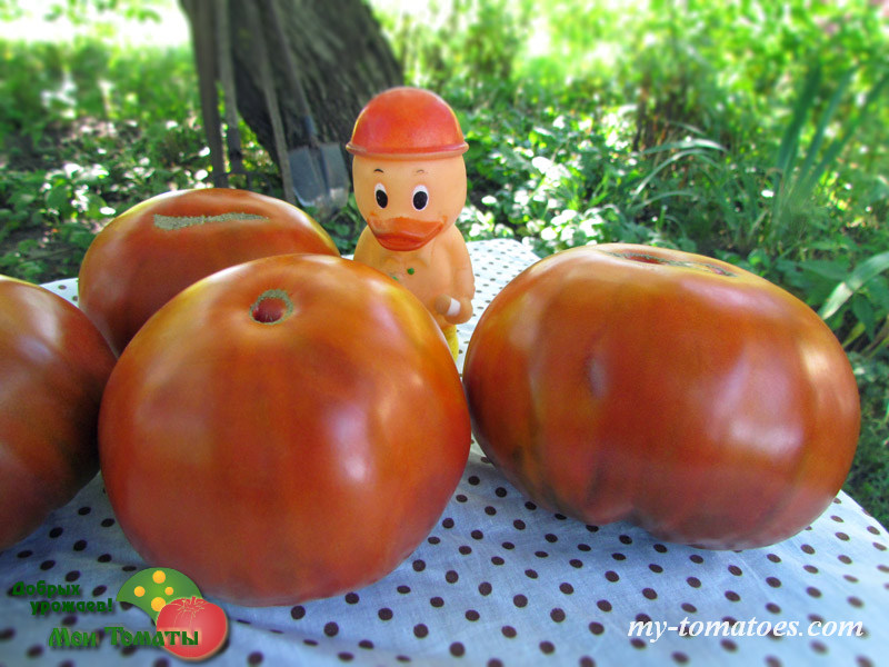 Фото 3. Семена лучших любительских и коллекционных сортов томата