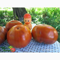 Семена лучших любительских и коллекционных сортов томата