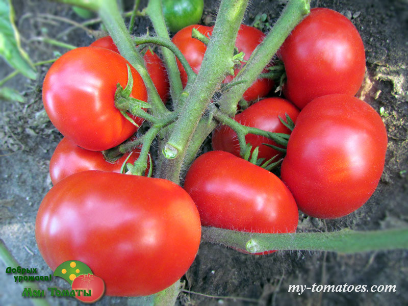 Фото 4. Семена лучших любительских и коллекционных сортов томата
