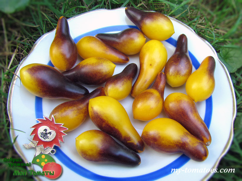 Фото 5. Семена лучших любительских и коллекционных сортов томата