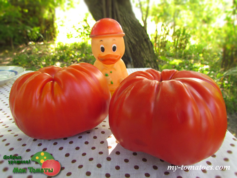 Фото 7. Семена лучших любительских и коллекционных сортов томата
