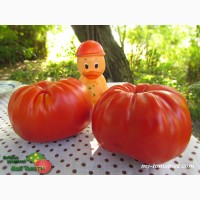 Семена лучших любительских и коллекционных сортов томата