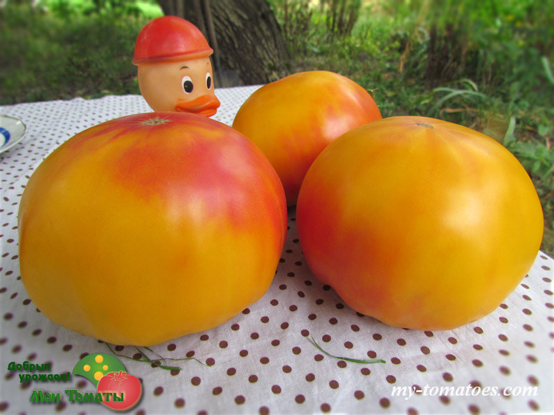 Фото 8. Семена лучших любительских и коллекционных сортов томата