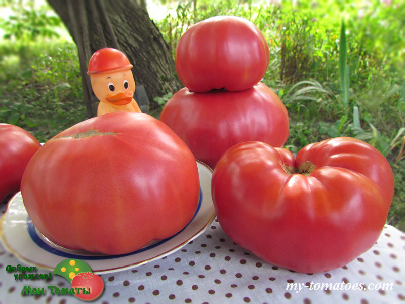Фото 9. Семена лучших любительских и коллекционных сортов томата