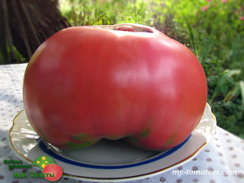 Фото 11. Семена лучших любительских и коллекционных сортов томата