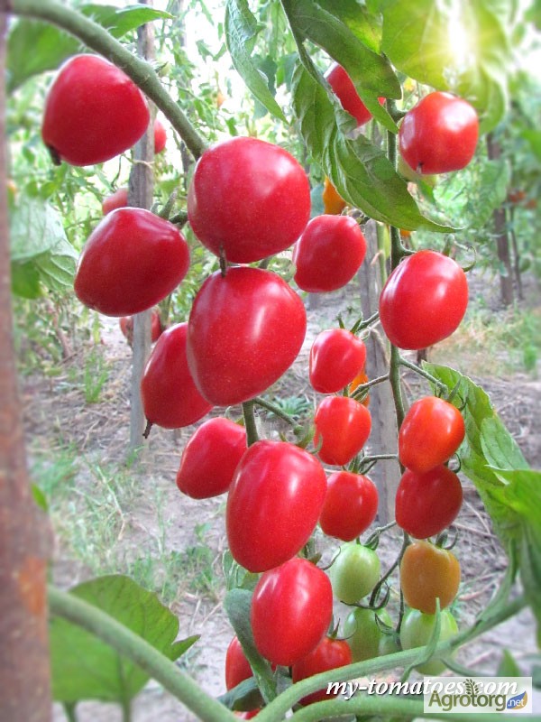 Фото 16. Семена лучших любительских и коллекционных сортов томата