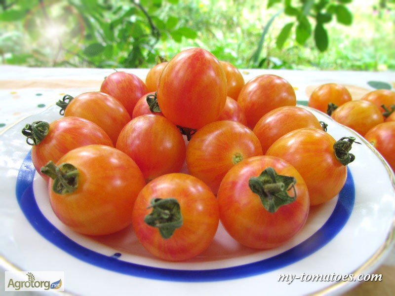Фото 18. Семена лучших любительских и коллекционных сортов томата