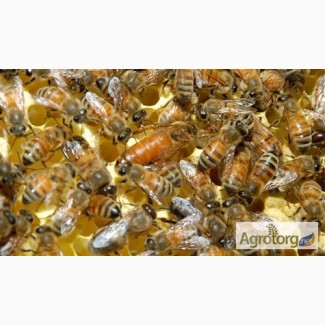 Пчелиные матки Бакфаст Ф1 (пчеломатки)