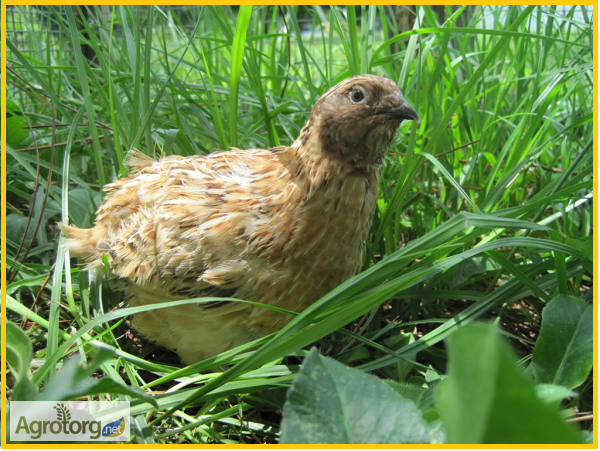 Фото 5. Яйца инкубационные перепела Феникс Золотистый - бройлер (Франция)