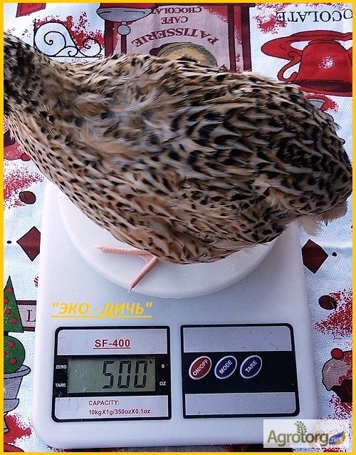 Фото 2. Яйца инкубационные перепела Феникс Золотистый - бройлер (Франция)