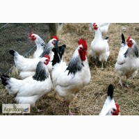 Продам инкубационные яйца кур адлер серебристый и Украинская чорная