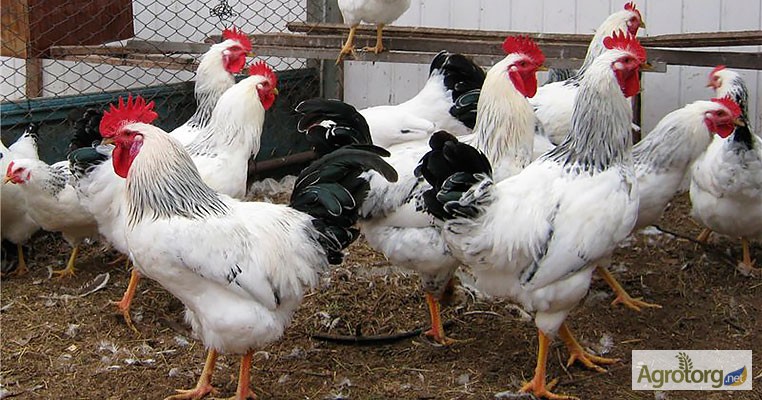 Фото 2. Продам инкубационные яйца кур адлер серебристый и Украинская чорная