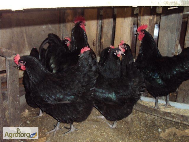 Фото 3. Продам инкубационные яйца кур адлер серебристый и Украинская чорная