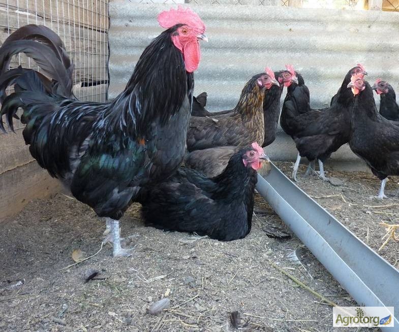 Фото 4. Продам инкубационные яйца кур адлер серебристый и Украинская чорная