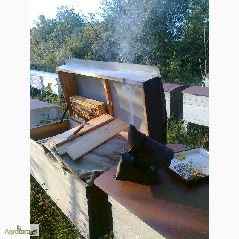 Фото 2. Пчелопакеты, бджолопакети с доставкой